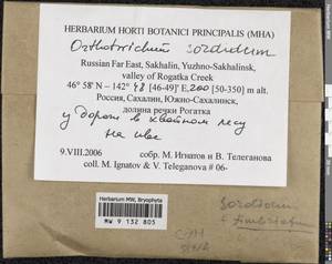 Lewinskya sordida (Sull. & Lesq.) F. Lara, Garilleti & Goffinet, Bryophytes, Bryophytes - Russian Far East (excl. Chukotka & Kamchatka) (B20) (Russia)