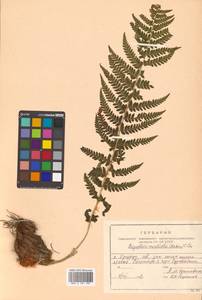 Polystichum microchlamys (Christ) Matsum., Siberia, Russian Far East (S6) (Russia)