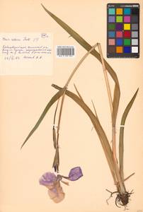 Iris setosa Pall. ex Link, Siberia, Russian Far East (S6) (Russia)