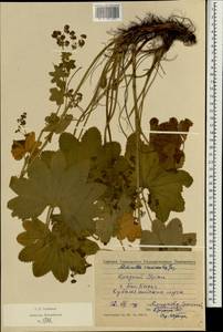 Alchemilla crassicaulis Juz., Eastern Europe, Eastern region (E10) (Russia)