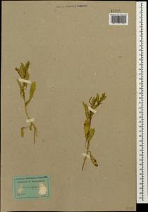 Euclidium syriacum (L.) W. T. Aiton, Caucasus, Dagestan (K2) (Russia)