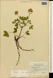 Trifolium ambiguum M.Bieb., Caucasus, Stavropol Krai, Karachay-Cherkessia & Kabardino-Balkaria (K1b) (Russia)