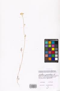 Anethum graveolens L., Eastern Europe, Moscow region (E4a) (Russia)