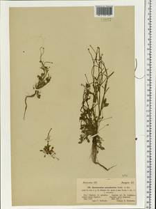 Ranunculus polyphyllus Waldst. & Kit. ex Willd., Eastern Europe, North Ukrainian region (E11) (Ukraine)