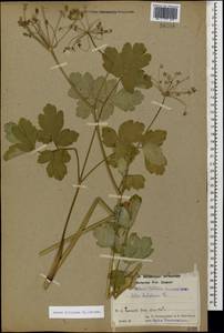 Laser trilobum (L.) Borkh., Caucasus, Armenia (K5) (Armenia)