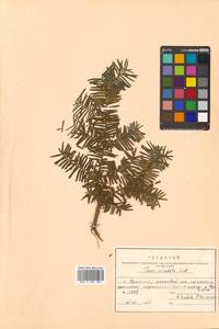 Taxus cuspidata Siebold & Zucc., Siberia, Russian Far East (S6) (Russia)