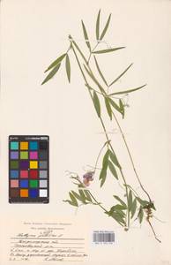 Lathyrus palustris L., Eastern Europe, Central region (E4) (Russia)