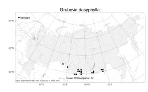 Grubovia dasyphylla (Fisch. & C. A. Mey.) Freitag & G. Kadereit, Atlas of the Russian Flora (FLORUS) (Russia)