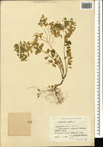 Euphorbia peplus L., Caucasus, Abkhazia (K4a) (Abkhazia)