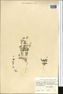 Neotorularia korolkowii (Regel & Schmalh.) Hedge & J. Léonard, Middle Asia, Pamir & Pamiro-Alai (M2) (Kyrgyzstan)