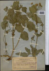 Semenovia dasycarpa (Regel & Schmalh.) Korovin ex Pimenov & V. N. Tikhom., Middle Asia, Western Tian Shan & Karatau (M3) (Uzbekistan)