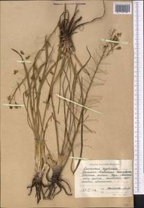 Eremurus soogdianus (Regel) Benth. & Hook.f., Middle Asia, Western Tian Shan & Karatau (M3) (Kyrgyzstan)