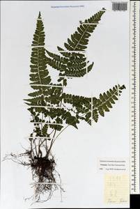 Polypodiopsida, South Asia, South Asia (Asia outside ex-Soviet states and Mongolia) (ASIA) (Vietnam)