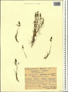 Catabrosella variegata (Boiss.) Tzvelev, Caucasus, Stavropol Krai, Karachay-Cherkessia & Kabardino-Balkaria (K1b) (Russia)