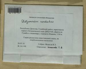 Didymodon cordatus Jur., Bryophytes, Bryophytes - North Caucasus & Ciscaucasia (B12) (Russia)