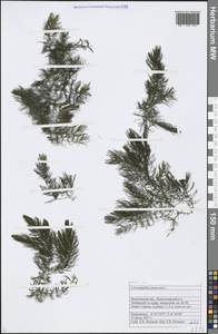 Ceratophyllum demersum L., Eastern Europe, Central forest-and-steppe region (E6) (Russia)