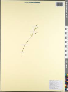 Arenaria leptoclados, Caucasus, Black Sea Shore (from Novorossiysk to Adler) (K3) (Russia)