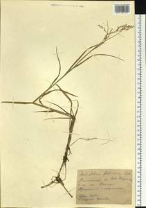 Scolochloa festucacea (Willd.) Link, Siberia, Western Siberia (S1) (Russia)