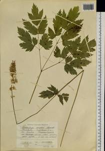 Actaea simplex (DC.) Wormsk. ex Fisch. & C. A. Mey., Siberia, Chukotka & Kamchatka (S7) (Russia)