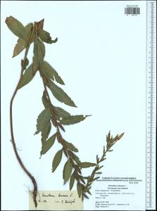 Oenothera biennis L., Eastern Europe, Central region (E4) (Russia)