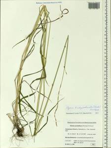 Elymus pendulinus (Nevski) Tzvelev, Siberia, Russian Far East (S6) (Russia)