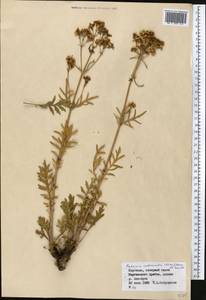 Patrinia intermedia (Hornem.) Roem. & Schult., Middle Asia, Northern & Central Tian Shan (M4) (Kyrgyzstan)