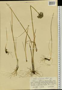 Allium maximowiczii Regel, Siberia, Yakutia (S5) (Russia)