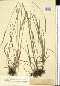 Beckmannia eruciformis (L.) Host, Eastern Europe, Moscow region (E4a) (Russia)