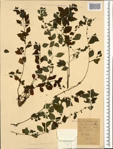 Parietaria judaica L., Caucasus, Stavropol Krai, Karachay-Cherkessia & Kabardino-Balkaria (K1b) (Russia)