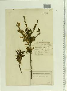 Chamaecytisus ruthenicus (Fisch. ex Wol.) Klásk., Eastern Europe, Moscow region (E4a) (Russia)