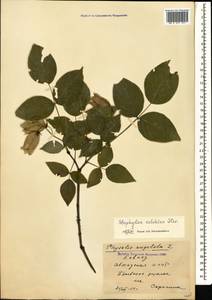 Staphylea colchica Stev., Caucasus, Abkhazia (K4a) (Abkhazia)
