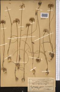 Allium filidens Regel, Middle Asia, Western Tian Shan & Karatau (M3) (Kazakhstan)