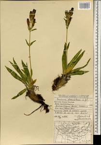 Gentiana decumbens L.fil., Mongolia (MONG) (Mongolia)
