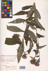 Cirsium vlassovianum Fisch. ex DC., Siberia, Russian Far East (S6) (Russia)