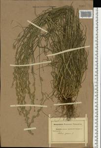 Lolium perenne L., Eastern Europe, Rostov Oblast (E12a) (Russia)