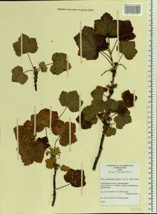 Ribes spicatum subsp. lapponicum Hyl., Eastern Europe, Northern region (E1) (Russia)