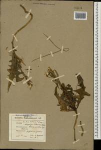 Lactuca tatarica (L.) C. A. Mey., Eastern Europe, South Ukrainian region (E12) (Ukraine)