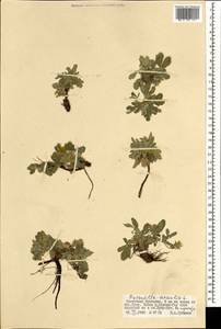 Potentilla acaulis L., Mongolia (MONG) (Mongolia)