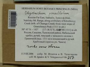 Oligotrichum parallelum (Mitt.) Kindb., Bryophytes, Bryophytes - Russian Far East (excl. Chukotka & Kamchatka) (B20) (Russia)