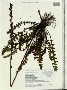 Pedicularis sceptrum-carolinum, Eastern Europe, Central region (E4) (Russia)