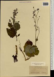 Adenocaulon himalaicum Edgew., South Asia, South Asia (Asia outside ex-Soviet states and Mongolia) (ASIA) (Japan)