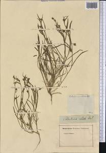Calandrinia ciliata (Ruiz & Pavon) DC., America (AMER) (Not classified)