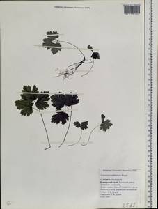 Enemion raddeanum Regel, Siberia, Russian Far East (S6) (Russia)