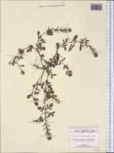 Verbena bracteata Cav. ex Lag. & Rodr., America (AMER) (United States)