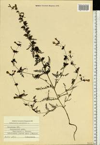 Pedicularis palustris, Eastern Europe, Latvia (E2b) (Latvia)