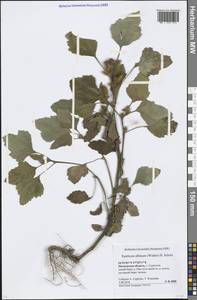 Xanthium orientale var. albinum (Widder) Adema & M. T. Jansen, Eastern Europe, Moscow region (E4a) (Russia)