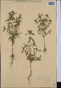 Galeopsis angustifolia Ehrh. ex Hoffm., Western Europe (EUR) (Hungary)