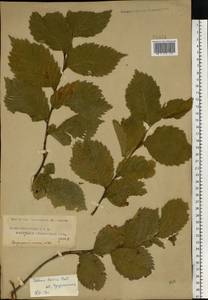 Ulmus laevis Pall., Eastern Europe, Central region (E4) (Russia)