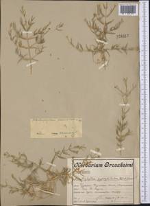 Acanthophyllum paniculatum Regel & Herd., Middle Asia, Western Tian Shan & Karatau (M3) (Uzbekistan)