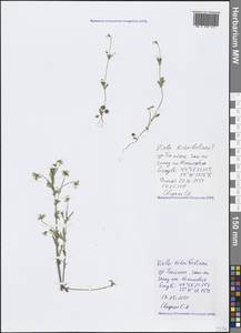 Viola kitaibeliana Schult., Crimea (KRYM) (Russia)